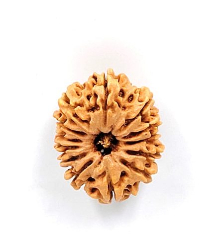 13 Mukhi Nepali IGL LabCertified with Xray(Size-28.22mm)