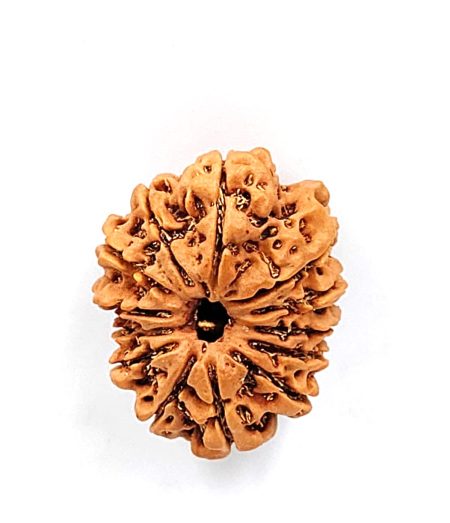 13 Mukhi Nepali IGL Lab-Certified With Xray(size-28.65mm)