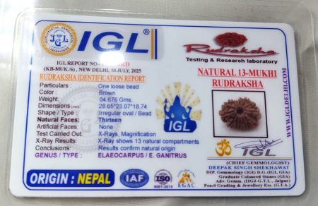13 Mukhi Nepali IGL Lab-Certified With Xray(size-28.65mm)