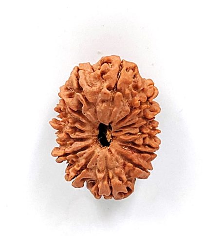 14 Mukhi Nepali Lab-certified(Size-30mm)