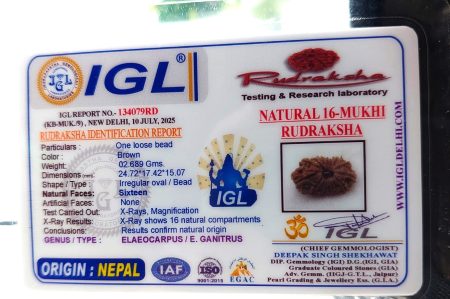 16 Mukhi Nepali IGL LabCertified with X-Ray(Size-24.72mm)