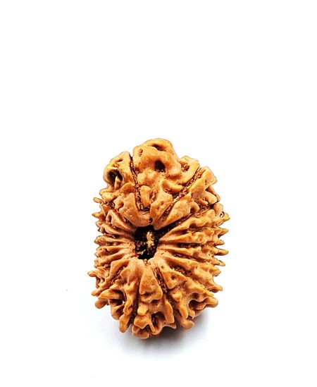16 Mukhi Nepali IGL LabCertified with X-Ray(Size-24.72mm)