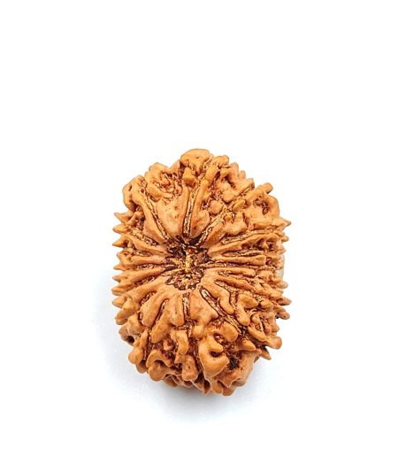 16 Mukhi Nepali IGL Lab-Certified with X-ray(Size-25.34mm)