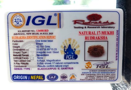 17 Mukhi Nepali IGL Lab-Certified with Xray(Size-23.63m)