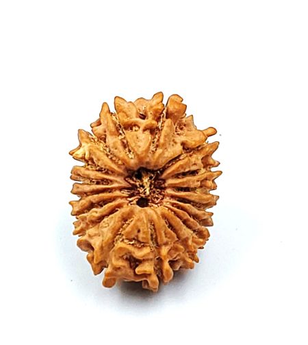 17 Mukhi Nepali IGL Lab-Certified with Xray(Size-23.63m)