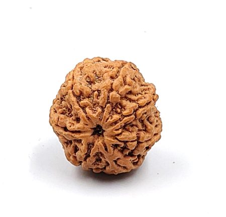 7Mukhi Nepali IGL labCertified With XRay(Size-26.82mm)