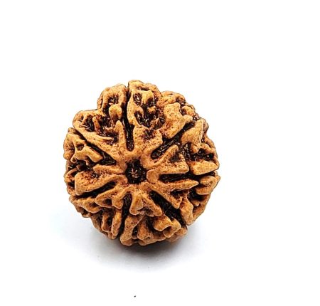 7 Mukhi Nepali IGL Labcertified with X-Ray (Size-27.12mm)