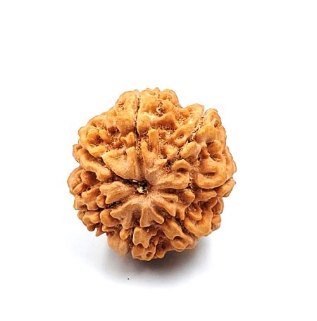 7 Mukhi Nepali IGL Lab-Certified with X-Ray(Size-28.62mm)