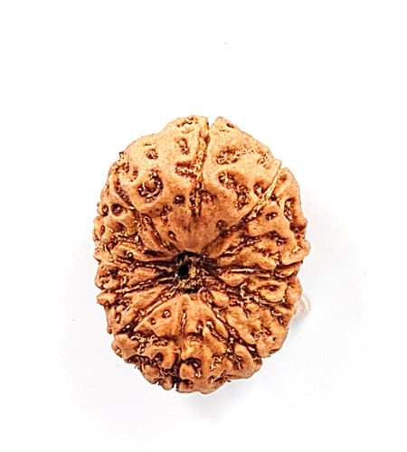 11 Mukhi Indonesian(Size-20-22mm)