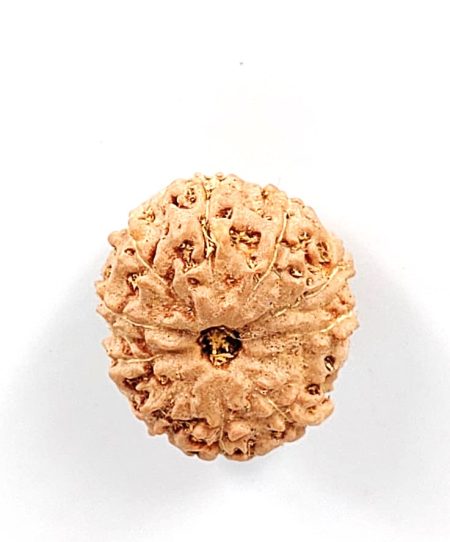 11 Mukhi Indonesian Rudraksha(Size-20-22mm)