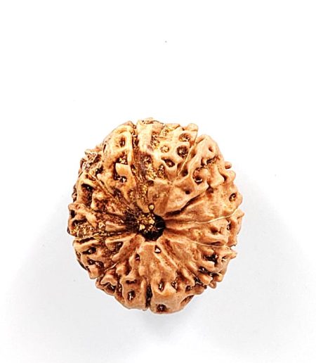 11 Mukhi Indonesian Rudraksha(Size-20-22mm)