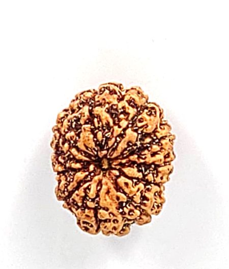 11 Mukhi Indonesian Rudraksha(Size-20-22MM)