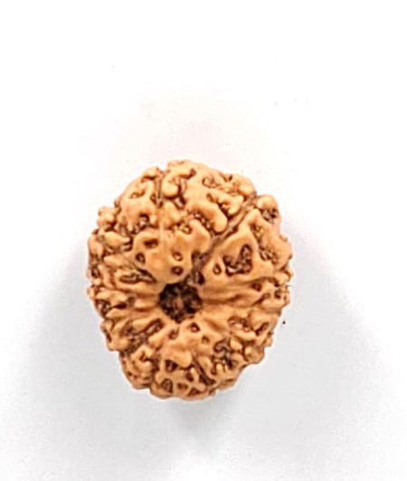 11 Mukhi Indonesian Rudraksha(Size-20-22mm)
