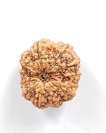 11Mukhi Indonesian Rudraksha(Size-20-22mm)