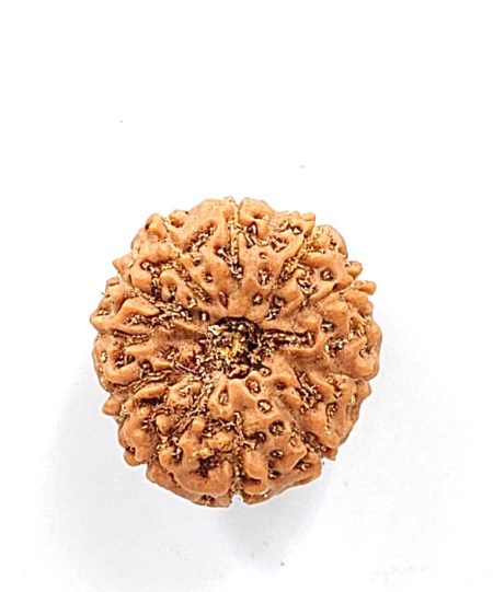 11 Mukhi Indonesian Rudraksha(Size-20-22mm)