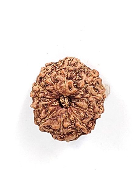 11 Mukhi Indonesian Rudraksha(Size-20-22mm)