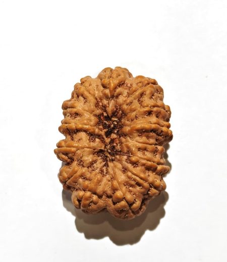 14 Mukhi Indonesian Rudraksha(Size-36mm)