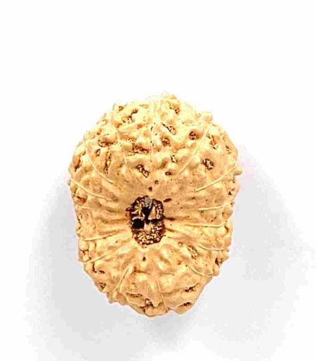 15 Mukhi Indonesian Rudraksha(Size-22MM)