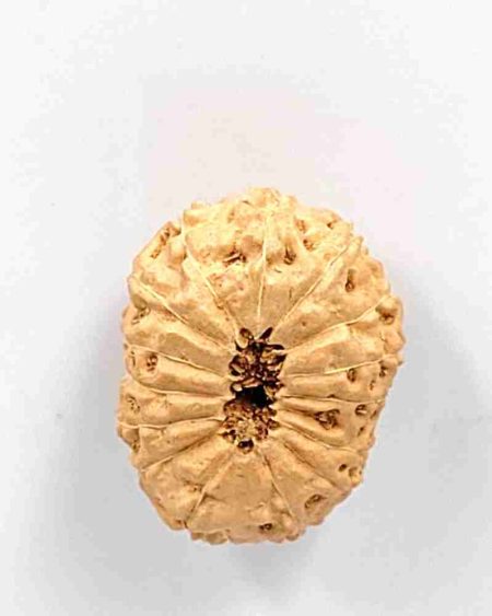 15 Mukhi Indonesian Rudraksha(Size-22MM)