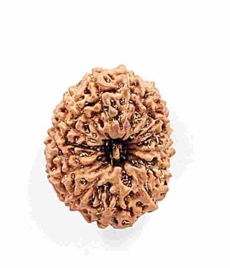 15 Mukhi Indonesian Rudraksha(Size-23mm)