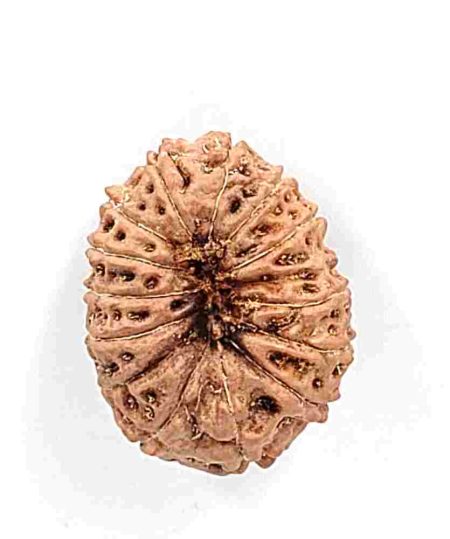 15 Mukhi Indonesian Rudraksha(Size-23mm)
