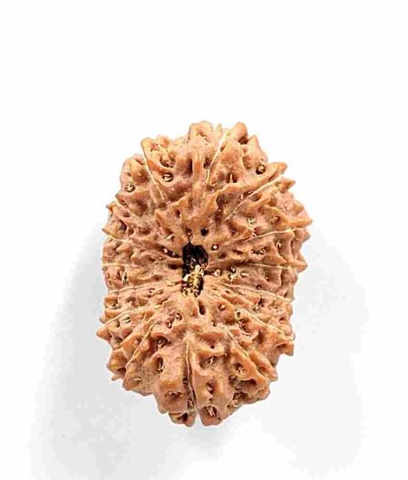 15 Mukhi Indonesian Rudraksha(Size-24.5mm)