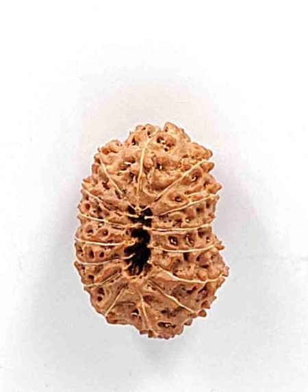15 Mukhi Indonesian Rudraksha(Size-24.5mm)