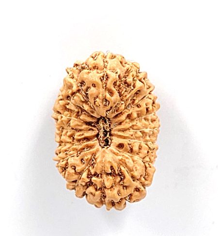16 Mukhi Indonesian Rudraksha(Size-22MM)