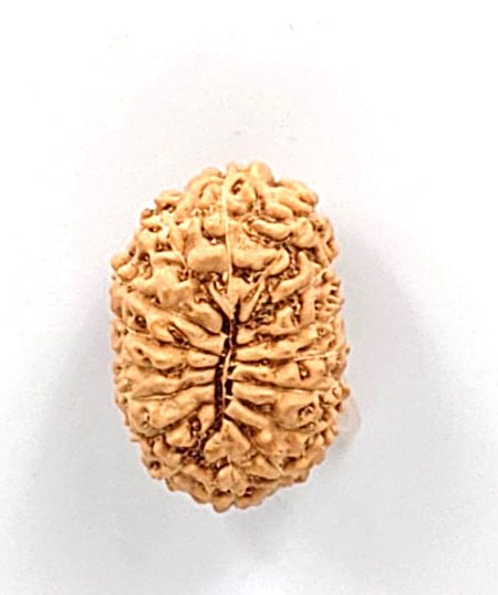 16 Mukhi Indonesian Rudraksha(Size-22MM)