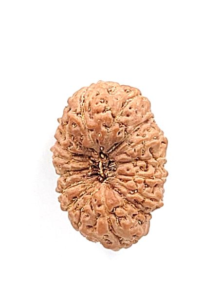 16 Mukhi Indonesian Rudraksha(size-23.5mm)