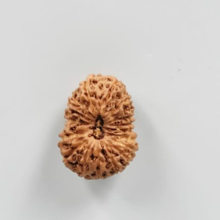17 Mukhi Indonesian (Size-20mm)