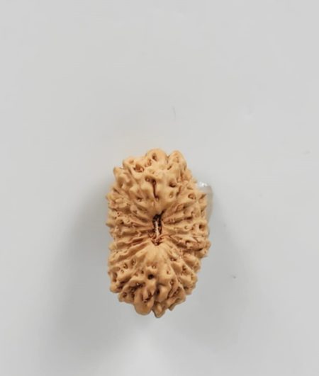 17Mukhi Indonesian(Size-17.5MM)