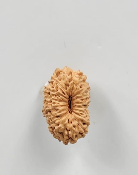 17Mukhi Indonesian(Size-17.5MM)