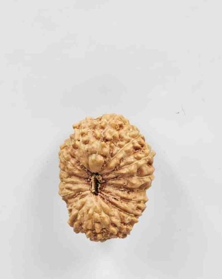 17 Mukhi Indonesian Rudraksha(Size-19mm)