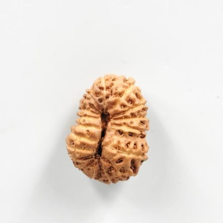 17 Mukhi Indonesian (Size-20mm)