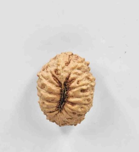 17 Mukhi Indonesian Rudraksha(Size-19mm)