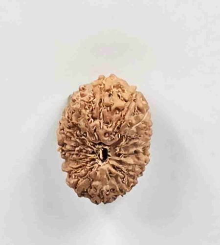 18 Mukhi Indonesian Rudraksha(Size-19mm)