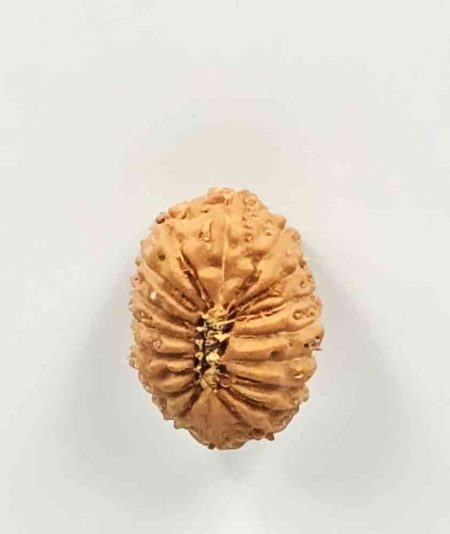 18 Mukhi Indonesian Rudraksha(Size-19mm)