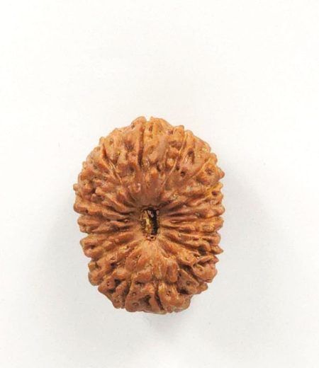 18 Mukhi Indonesian Rudraksha(Size-21.5mm)