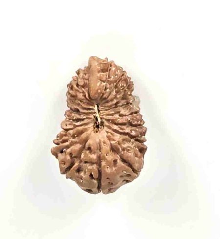 18 Mukhi Indonesian Rudraksha(Size-22mm)