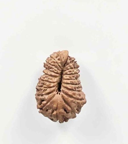 18 Mukhi Indonesian Rudraksha(Size-22mm)