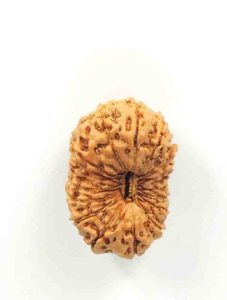 18 Mukhi Indonesian Rudraksha(Size-23.5mm)
