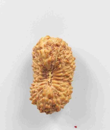 19 Mukhi Indonesian Rudraksha(Size-20mm)