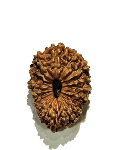 19 Mukhi Indonesian Rudraksha(Size-23mm)