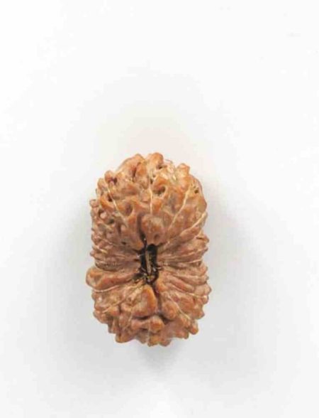 19 Mukhi Indonesian Rudraksha(Size-24mm)