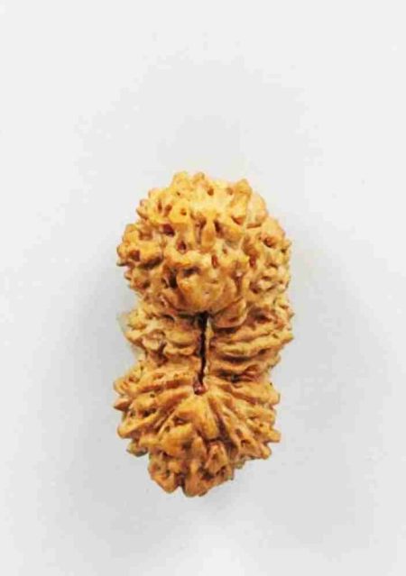 20Mukhi Indonesian Rudraksha(Size-20mm)