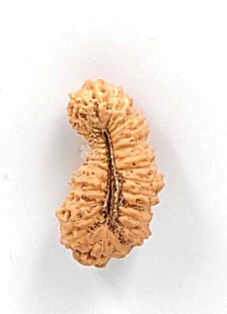 30 Mukhi Indonesian Rudraksha Bead(Size-19.5mm)