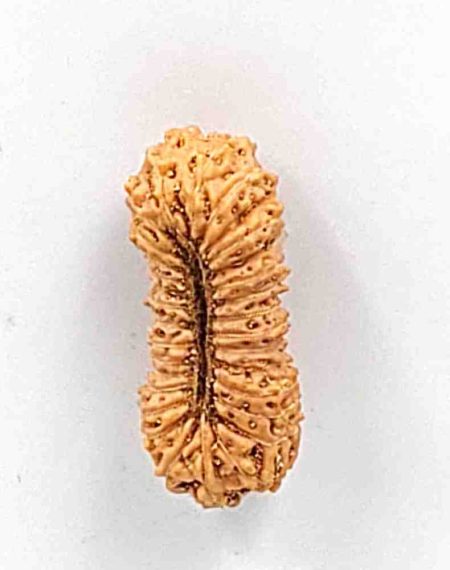 30 Mukhi Indonesian Rudraksha Bead (Size-20.5mm)