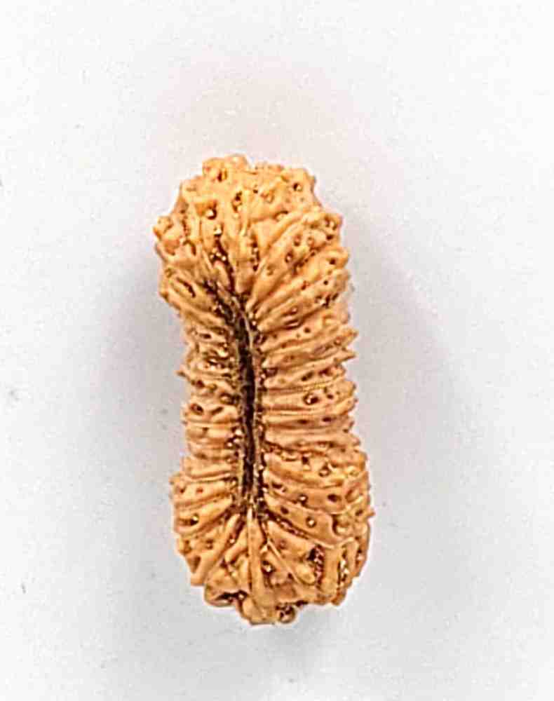 30 Mukhi Indonesian Rudraksha Bead (Size-20.5mm)
