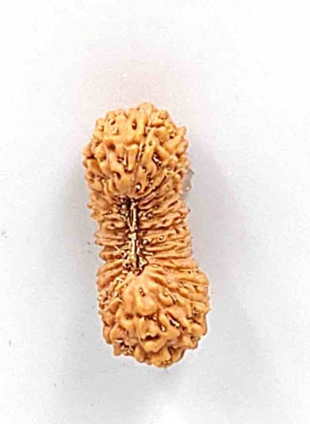 30 Mukhi Indonesian Rudraksha Bead (Size-20.5mm)